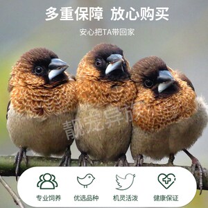 十姐妹保姆鸟黑白花驼色白色鸟灰珍珠文鸟家养宠物鸟下蛋包活包邮