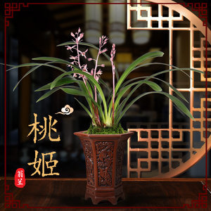 桃姬墨兰浓品花开好看浓香型阳台庭院好养易活绿植花卉盆栽