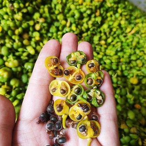 225人付款淘宝倒吊黄种子黄花倒水莲种子大远志药材种籽观音串林木