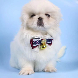 京巴幼犬纯种活体小型犬哈巴狗京巴犬狮子狗北京犬白色家养宠物狗