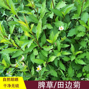 中药材马兰草 路边菊 鱼秋串 鱼鳅窜 黄花龙舌草100 包邮