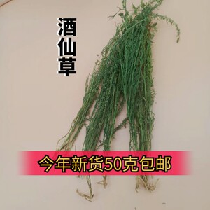 云南九龙草珍珠草酒仙草小星宿草野生草绿珊瑚撒花一颗针泡酒料酒