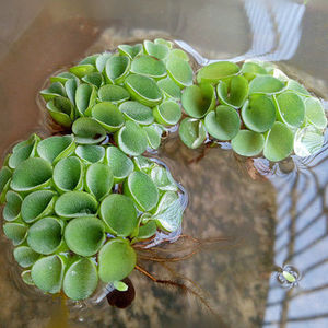 鱼缸水培植物活体肚兜浮萍槐叶萍净化水质水族箱装饰造景装饰套装