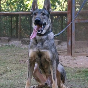 大型狼青犬中华青狼犬大骨架犬看家护院犬护卫犬大狼狗