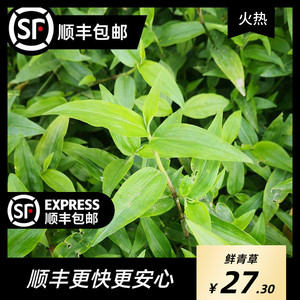 鸭拓草现采新鲜鸭跖草野生竹节草竹叶草碧竹淡竹叶鸭脚草500g包邮