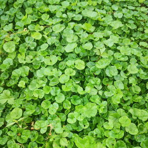 马蹄金新鲜天然小叶金钱草茶中草药材500g包邮荷苞草金锁匙铜钱草