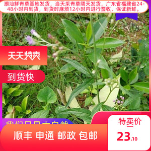 新鲜夜香牛 消山虎 夜牵牛搜山虎中草药枝香草一枝香全草现采