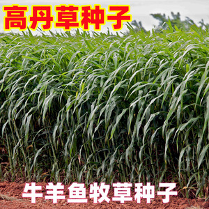 进口高丹王草种苏丹草籽四季猪牛羊种子牧草喂鱼养殖再生鱼草种籽