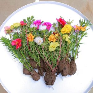 重瓣太阳花花苗混色带土带根带花苞四季开花阳台盆栽绿植好养花卉