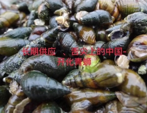 开化青蛳