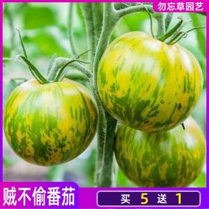 贼不偷绿色斑马番茄种子圣女果可食用盆栽西红柿四季水果蔬菜种孑