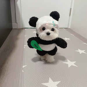 宠物狗狗搞笑搞怪衣服约克夏马尔济斯比熊熊猫秋冬季服装小体幼犬