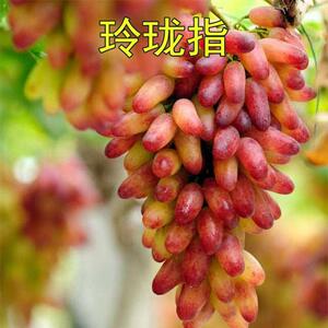 特价葡萄苗
