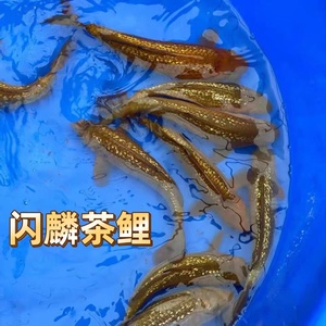 日本纯种闪鳞茶鲤银鳞火鲤红茶绿茶奶茶黑茶反光鳞片观赏鱼苗包邮
