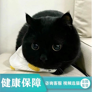 纯种孟买猫黑猫英短纯黑曼基康黑煤球千岁岁招财猫宠物猫幼猫活体