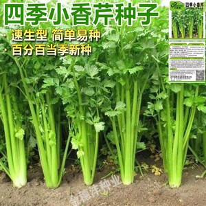 四季小香芹种子正宗室内四季花盆栽易种蔬菜种子农家耐热芹菜种子