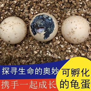 乌龟孵化仓乌龟蛋可孵化 鳄龟蛋 纯佛鳄龟蛋 原种爆刺佛鳄龟蛋包