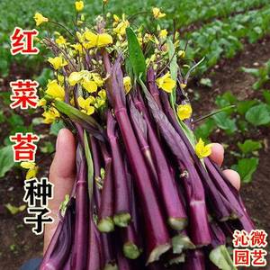 武汉洪山红菜苔种子 阳台庭院盆栽大田 秋季易种高产菜心蔬菜种子