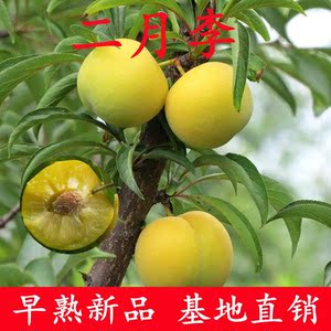 特早熟二月李子树苗早熟脱骨嫁接李子苗蜂糖李南北当年结果盆地栽