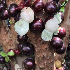 嘉宝果树苗 四季早生 艾斯卡 沙巴 加多宝果苗 带花带果 正宗结果