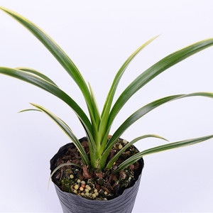 云南兰花苗金边小神童大花惠兰3苗盆栽杂交兰草苗四季开花黄荷瓣