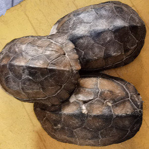 乌龟壳药材