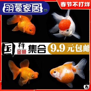 大肚子金鱼活鱼纯种观赏小型好养耐活幼鱼冷水淡水小鱼苗金鱼招财