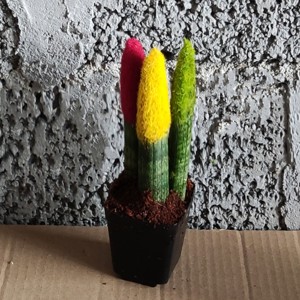 佛手棒叶虎皮兰盆栽 稀有品种圆叶带彩虎尾兰室内吸甲醛好养绿植