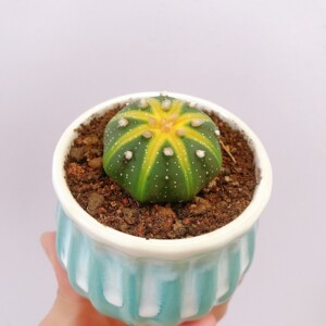 无刺套餐仙人球球开花稀有精品实生多肉小植物室内桌面办公室绿植