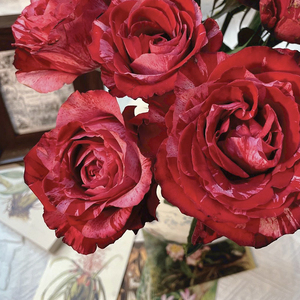 幸运女神玫瑰花鲜花