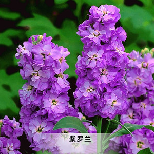 鲜花盆栽紫罗兰