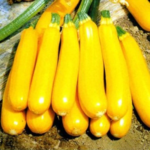 香蕉西葫芦种子孑水果型能生吃耐寒春季四季盆栽南瓜蔬菜种籽