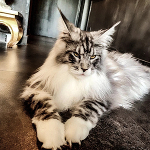 缅因猫幼猫纯种巨型西伯利亚森林猫大体形霸气虎斑长毛活体俄罗斯