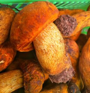 云南高原特产野生黄牛肝菌 新鲜黄赖头 黄栗头山货 蘑菇500g