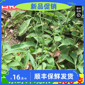 新鲜野外原生白花地胆草500克大号牛契埔地斩头毛地胆草敷血管疮