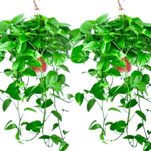 长藤绿萝 爬藤绿萝室内绿植盆栽 客厅办公室垂吊土培植物