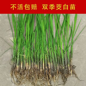 早熟改良型双季茭白苗种四季茭瓜苗高笋种苗高瓜苗老蹲苗水生菜苗