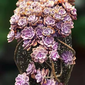 紫乐多肉植物老桩云南多肉绿植盆栽紫乐小老庄多头紫乐控养精品紫