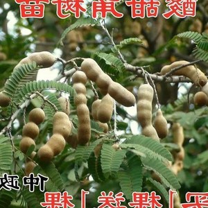 野生果树苗 甜角树苗 罗望子树苗酸甜角果苗栽地栽南北方均可种植