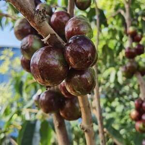 嘉宝果树苗 四季早生 艾斯卡 沙巴 加多宝果苗 带花带果 正宗结果