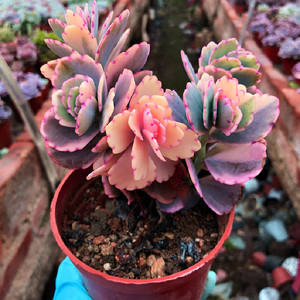 高档精品多肉植物蝴蝶之舞玉吊钟老桩室内花卉美观防辐射盆栽绿植