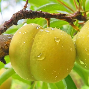 顺丰空运助农 贵州六马蜂糖李子新鲜水果5斤特级大果非四川脱骨李