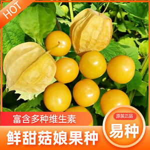 甜菇娘种子阳台盆栽水果阳台庭院庭院姑娘儿香甜菠萝果种子四季种