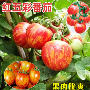 花绣球番茄种子无限生长红黄相间盆栽五彩鸡尾酒番茄种子盆栽番茄
