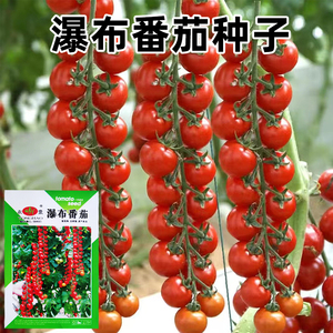 瀑布番茄种子孑樱桃小西红柿串红千嬉超甜春秋盆栽蔬菜圣女果种籽