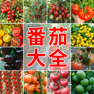 番茄种子大全盆栽小西红柿圣女果种籽农家菜园阳台盆栽瓜果蔬菜孑