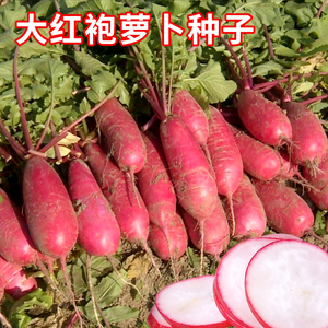 大红袍萝卜种子脆爽泡菜生吃红皮白肉水果萝卜种籽农家田园蔬菜孑