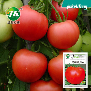 中蔬四号番茄种子老品种大红果沙瓤西红柿种籽水果蔬菜种孑菜籽种