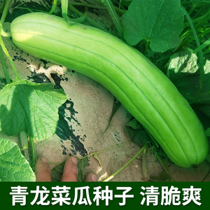 青龙菜瓜种子青绿皮白肉清香甜美菜瓜种籽长圆柱形菜瓜籽农家蔬菜