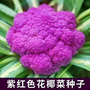 紫金花花椰菜种子特色紫色花菜西蓝兰花种籽春秋四季农家蔬菜种孑